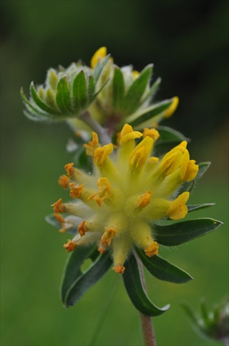 Bôľhoj lekársky - Anthyllis vulneraria