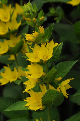 Čerkáč bodkovaný - Lysimachia punctata