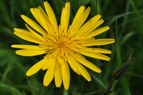 Kozia brada východná - Tragopogon orientalis
