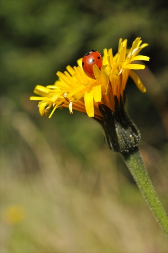 Jastrabník chlpánik -Hieracium pilosella