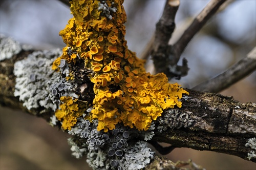 Diskovník múrový - Xanthoria parietina