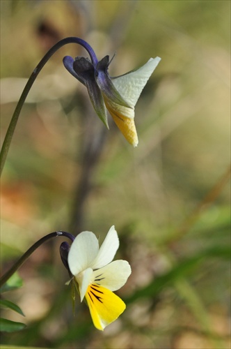 Fialka roľná - Viola arvense