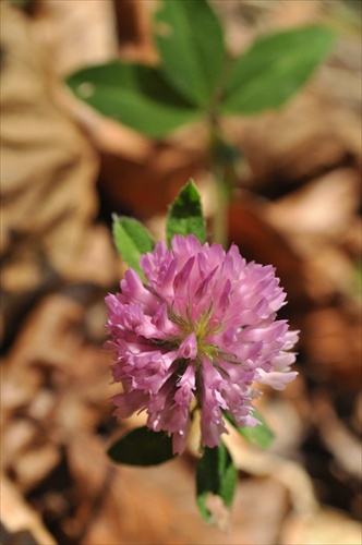 Ďatelina alpínska - Trifolium alpestre