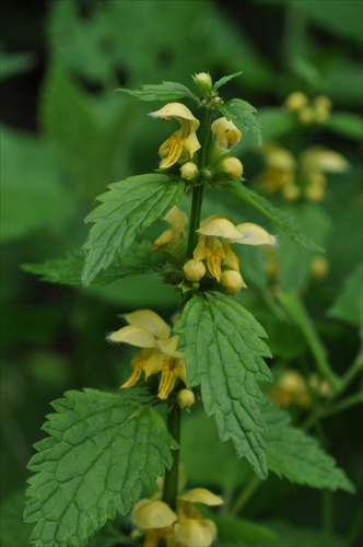 Hluchavka žltá - Lamium galeobdolon