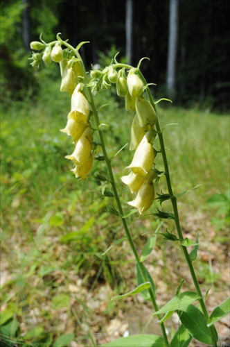 Náprstník veľkokvetý - Digitalis grandiflora