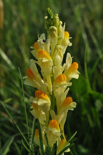 Pyštek obyčajný - Linaria vulgaris