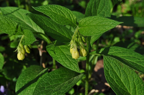Kostihoj hľuznatý - Symphytum tuberosum