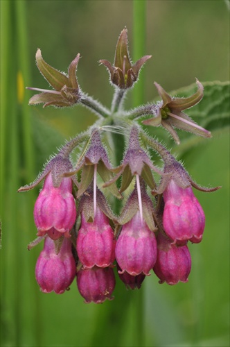 Kostihoj lekársky - Symphytum officinale