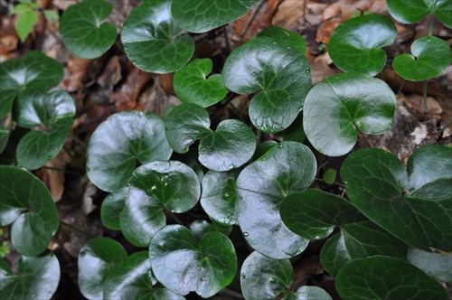 Kopytník európsky - Asarum europaeum