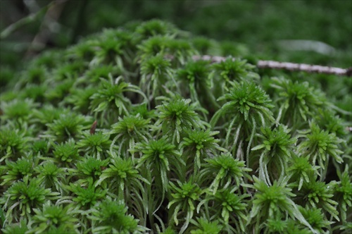 Rašelinník - Sphagnum