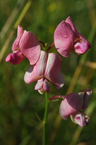 Hrachor lesný - Lathyrus sylvestris
