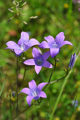 Zvonček konáristý - Campanula patula