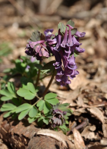 Chochlačka plná - Corydalis solida