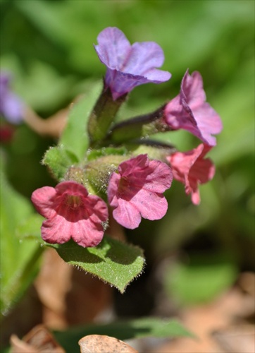 Pľúcnik lekársky -  Pulmonaria officinalis