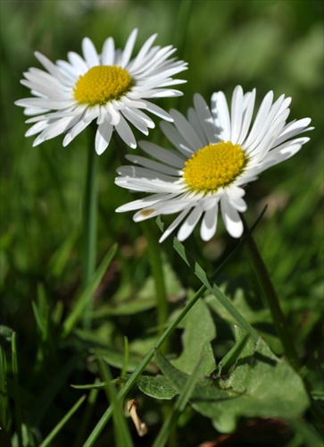 Sedmokráska obyčajná - Bellis perennis