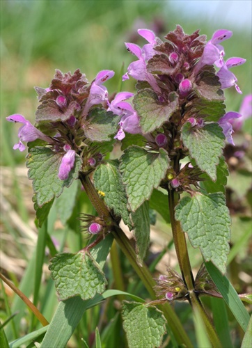 Hluchavka purpurová - Lamium purpureum