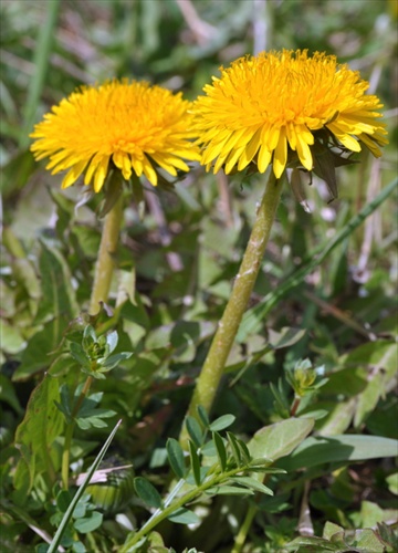 Púpava lekárska - Taraxacum officinale