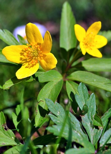 Veternica iskerníková-Anemone ranunculoides