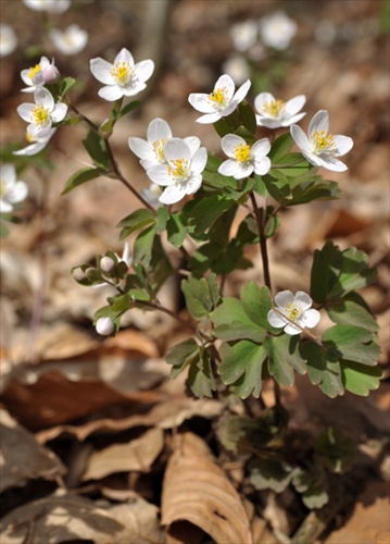 Veterník žltuškolistý - Isopyrum thalictroides