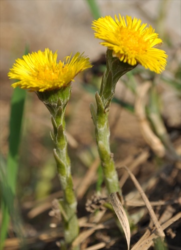 Podbeľ liečivý - Tussilago farfara