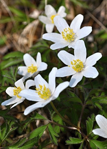 Veternica hajná - Anemone nemorosa