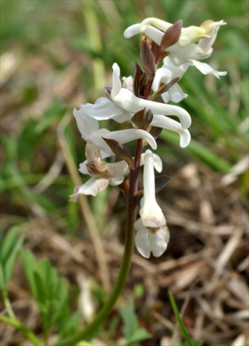 Chochlačka dutá - Corydalis cava