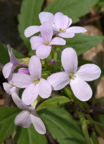 Zubačka cibuľkonosná - Dentaria bulbifera