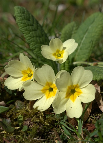 Prvosienka obyčajná - Primula vulgaris