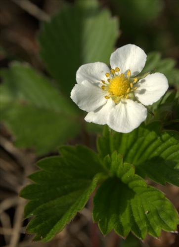 Jahoda obyčajná - Fragaria vesca