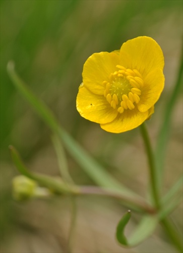 Iskerník  - Ranunculus