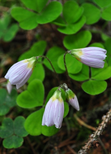 Kyslička obyčajná - Oxalis acetosella