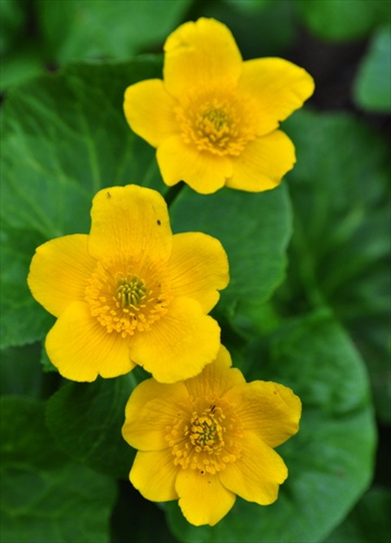 Záružlie močiarne - Caltha palustris