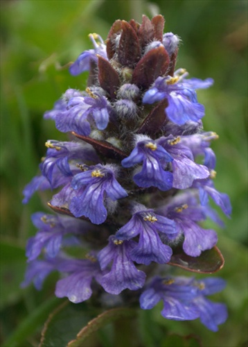 Zbehovec plazivý - Ajuga reptans