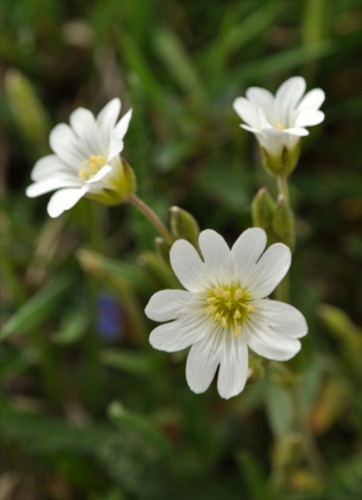 Rožec roľný - Cerastium arvense