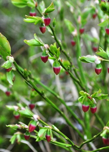 Čučoriedka obyčajná - Vaccinium myrtillus
