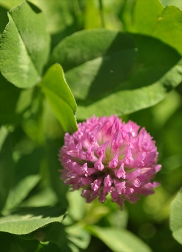 Ďatelina lúčna - Trifolium pratense