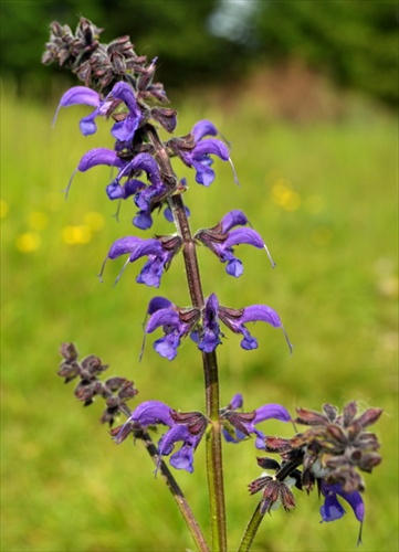 Šalvia lúčna - Salvia pratensis