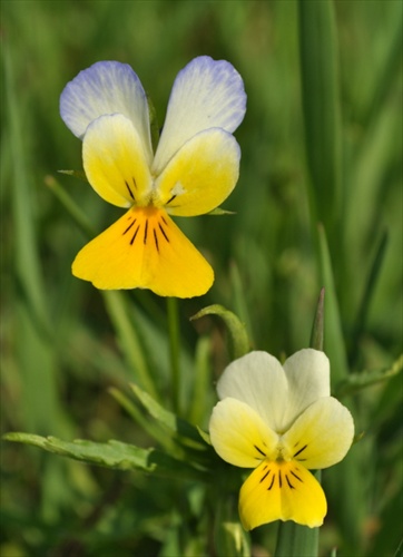 Fialka roľná - Viola arvensis