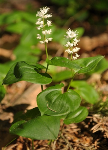Tôňovka dvojlistá - Maianthemum bifolium
