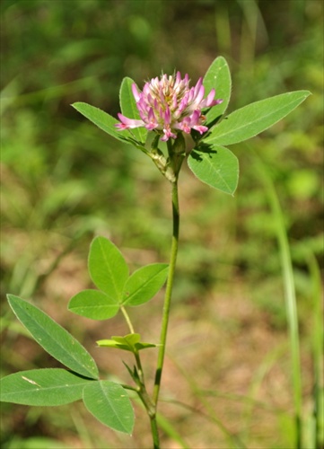 Ďatelina alpínska - Trifolium alpestre