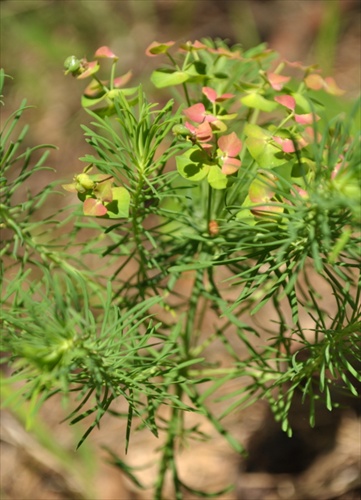 Mliečnik chvojkový - Euphorbia cyparissias