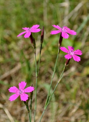 Klinček slzičky - Dianthus deltoides