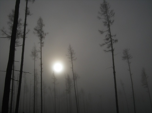 Tatranský les zahalený do hmly