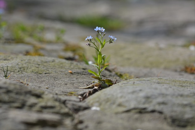 Nezábudka/ Forget-me-not