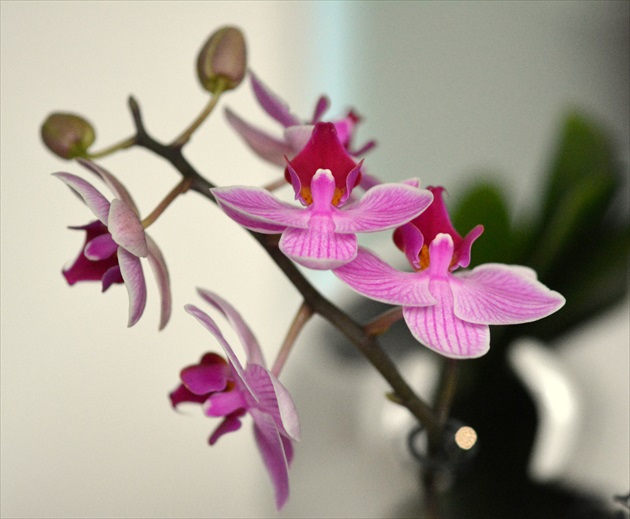 Orchidea / Orchid