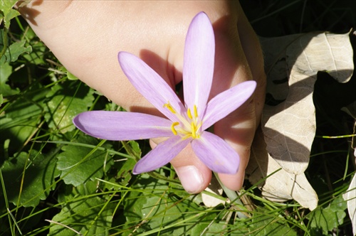 kvet v ruke