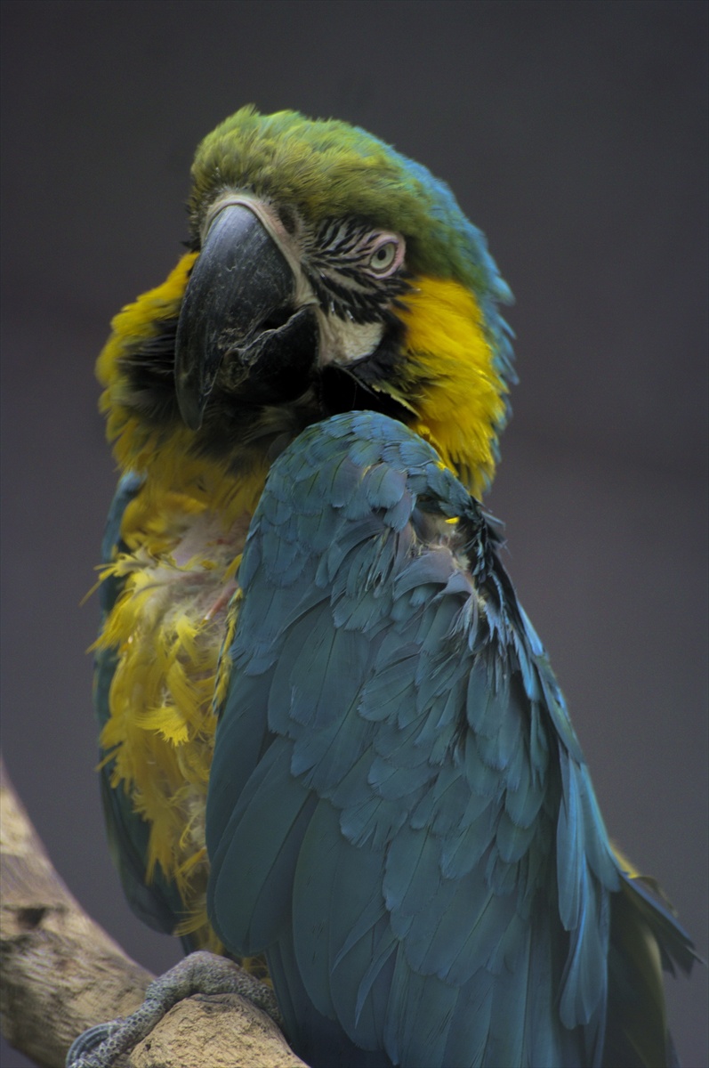 papagaj modrý