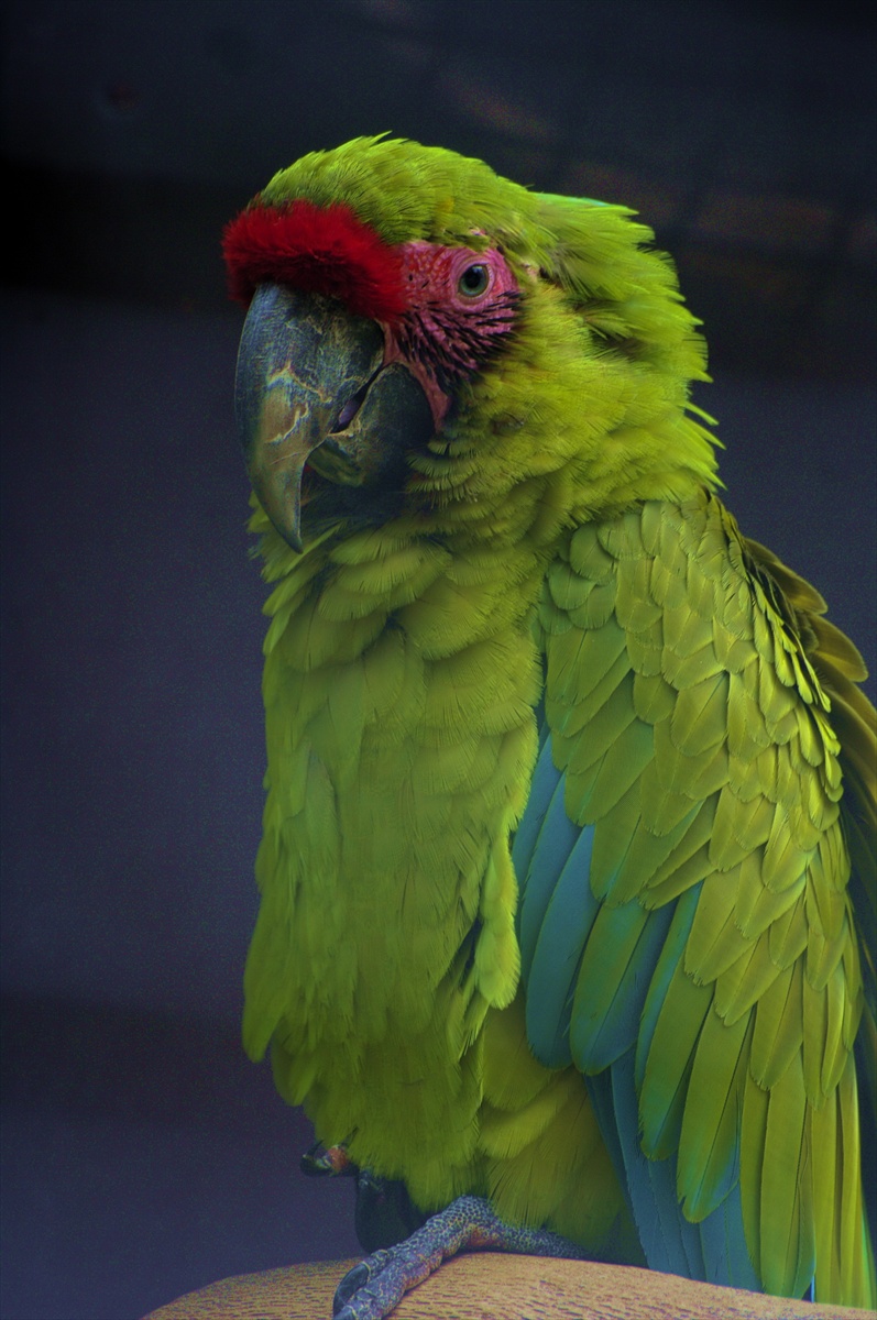 papagaj zelený