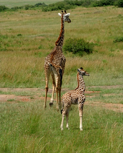 Masai Mara - Safari