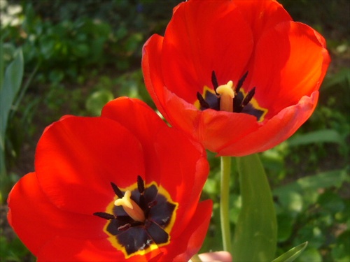 Bratia tulipány